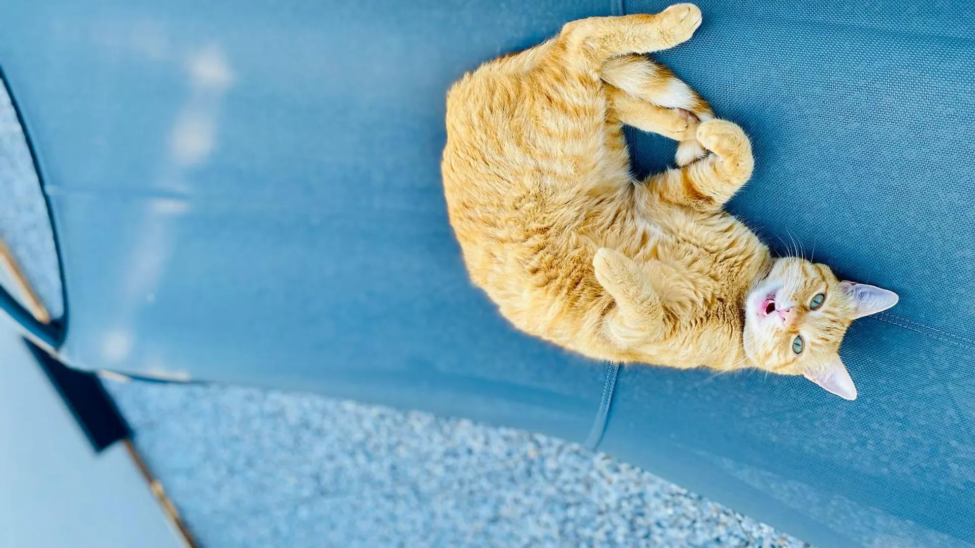 ミラノ The Luxory Cat Bed & Breakfast