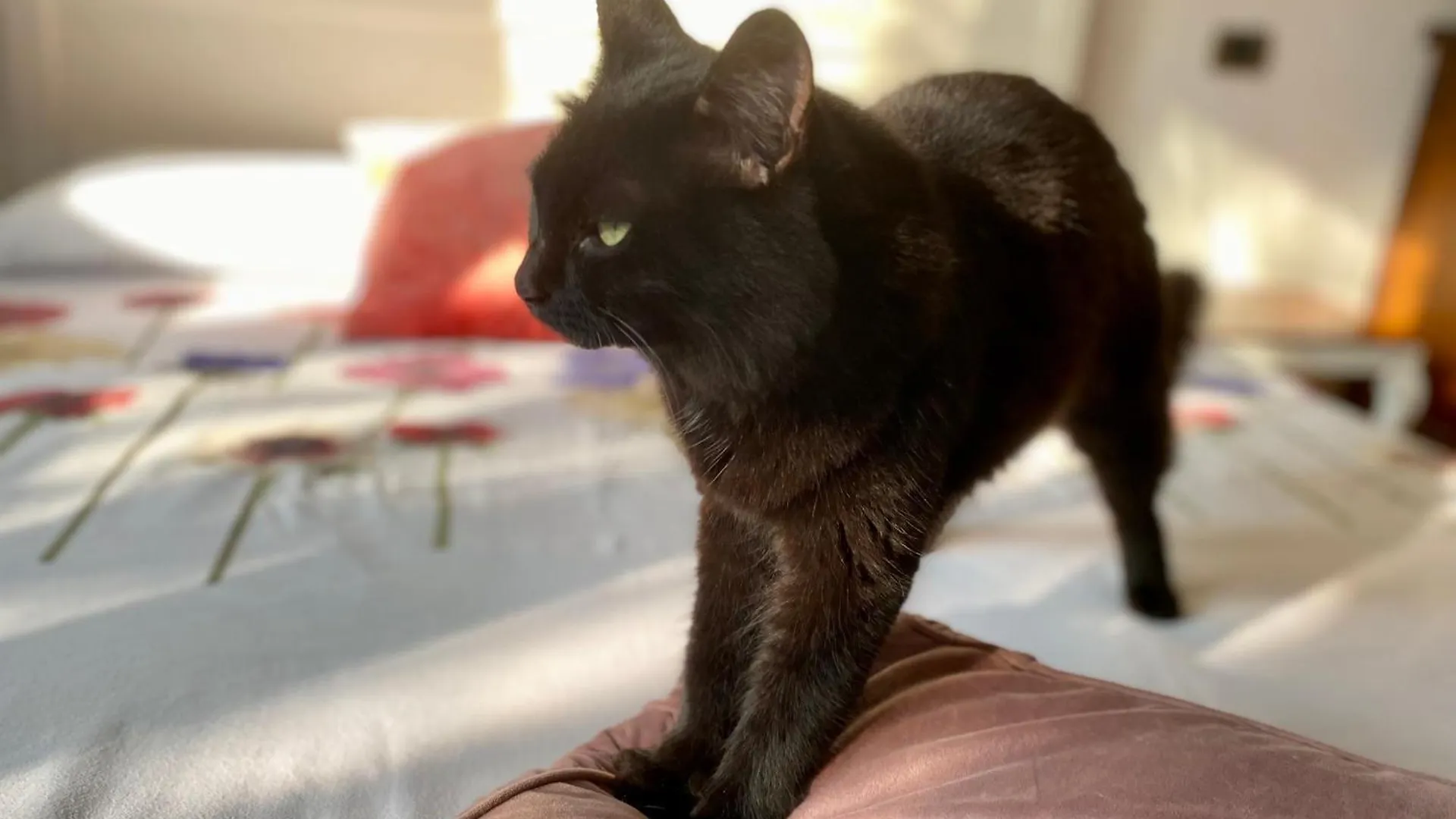 The Luxory Cat Bed and Breakfast Milano 0*,  Italien