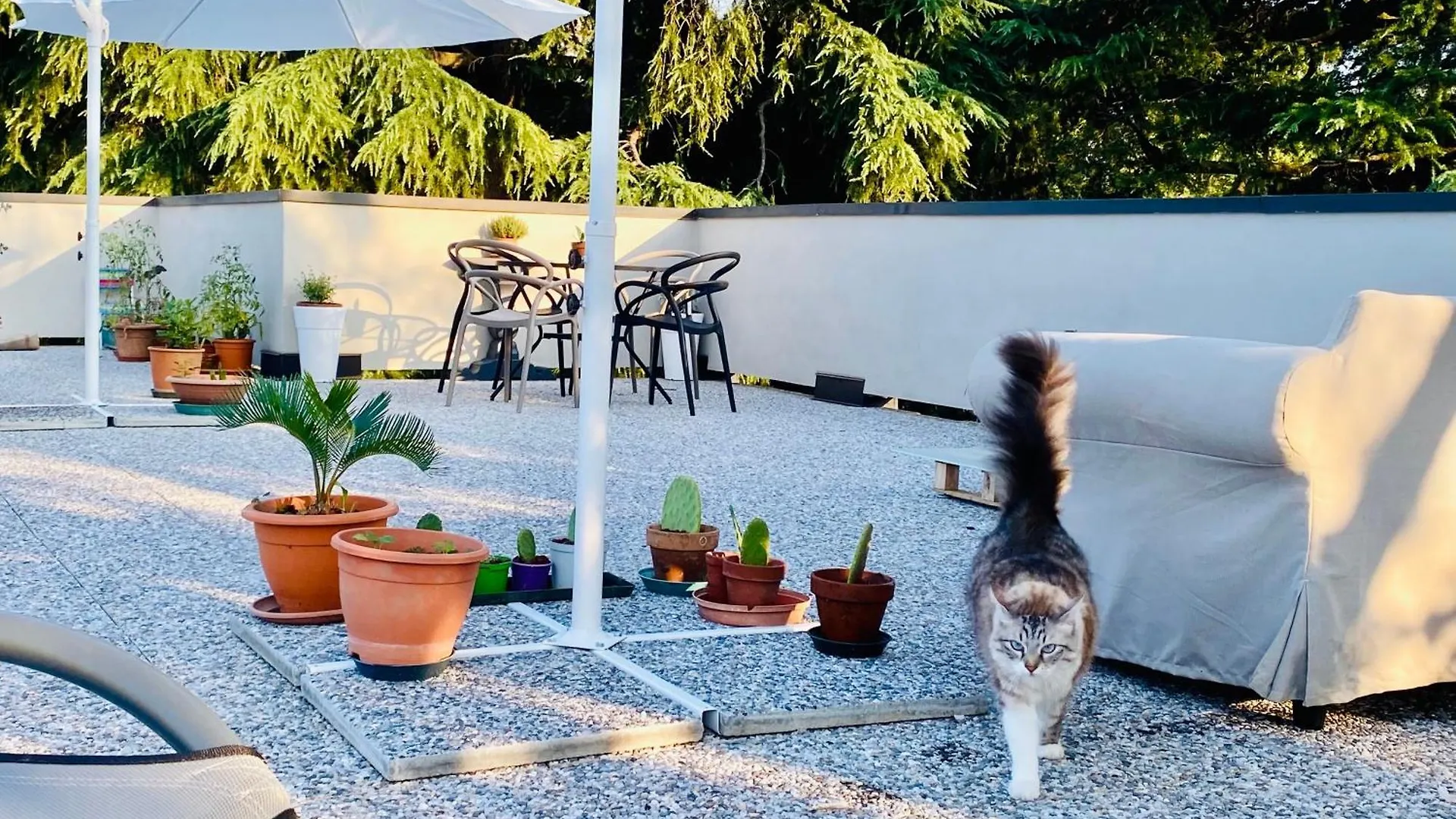 The Luxory Cat Bed and Breakfast Milano Bed & Breakfast